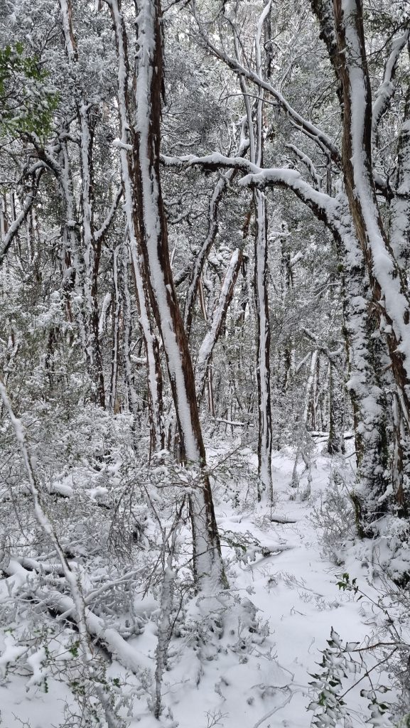 Overland Track Day 3