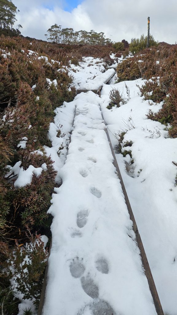 Overland Track Day 4