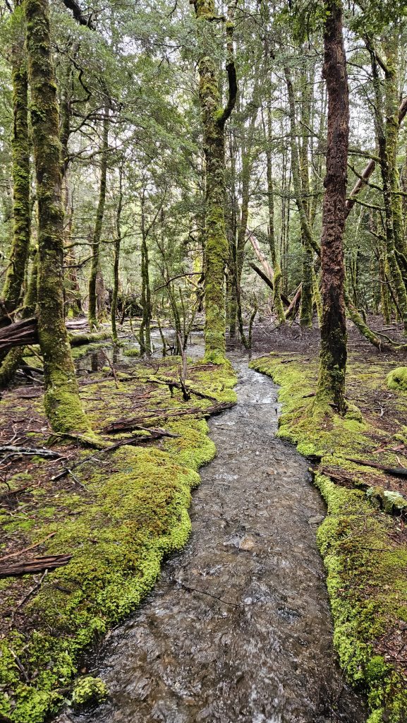 Overland Track Day 6