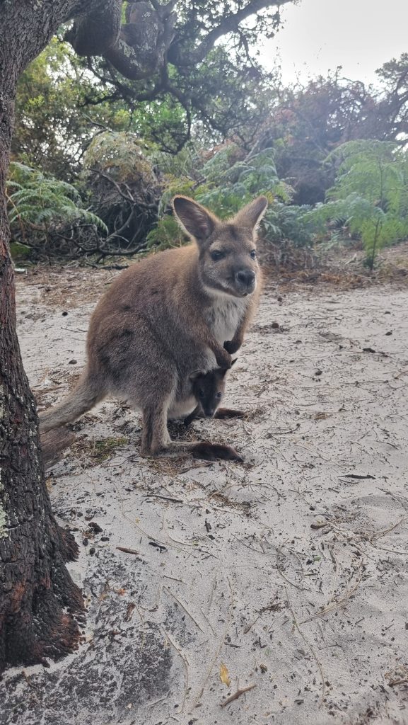 Freycinet Peninsula Circuit (Wineglass Bay camp)