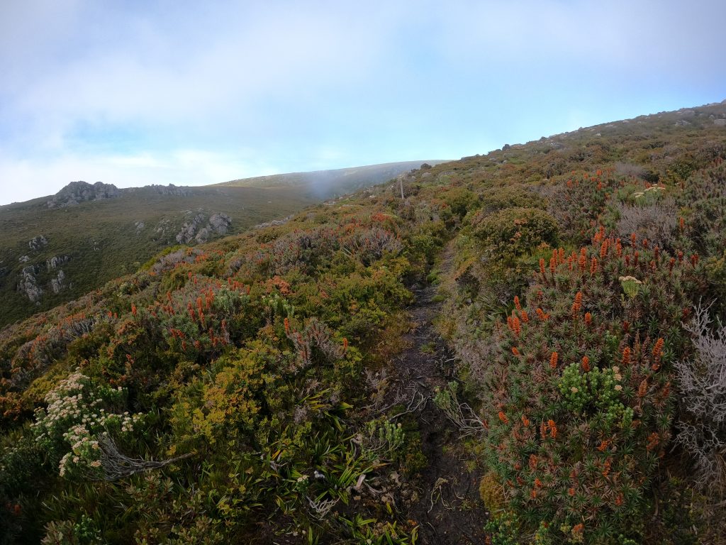 Penguin Cradle Trail, Tasmania